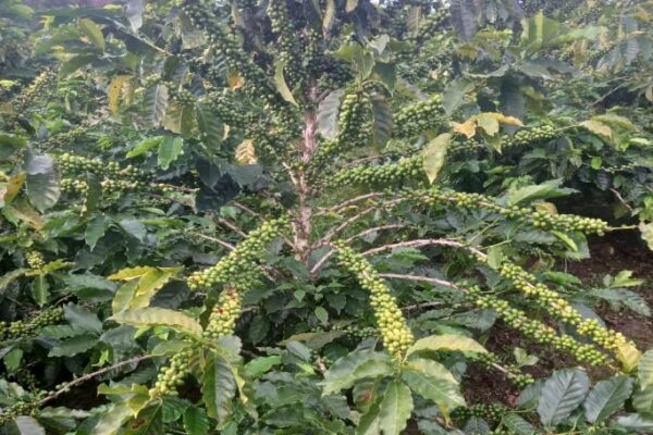 planta producción planta producción